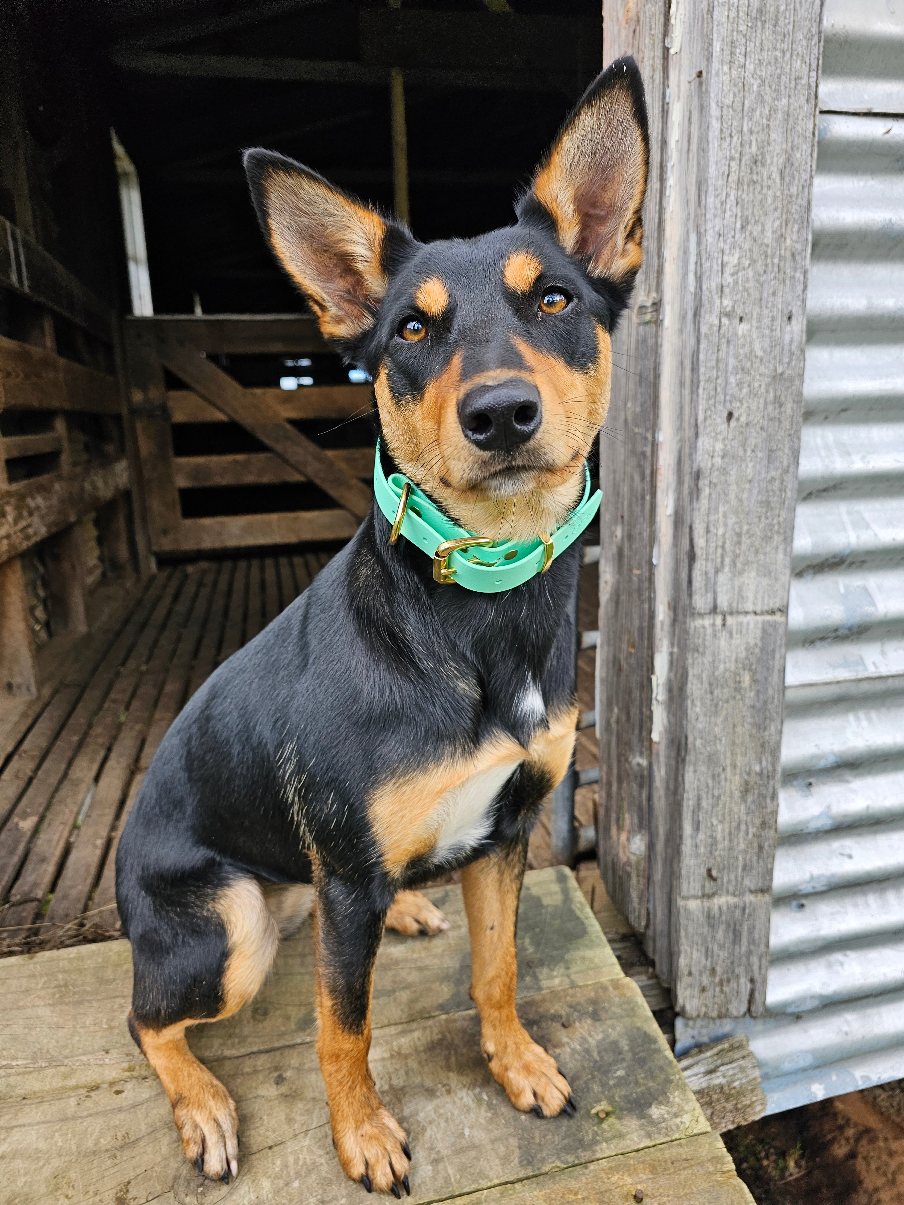 Working dog style flat collar with Brass Hardware 1 Inch Width