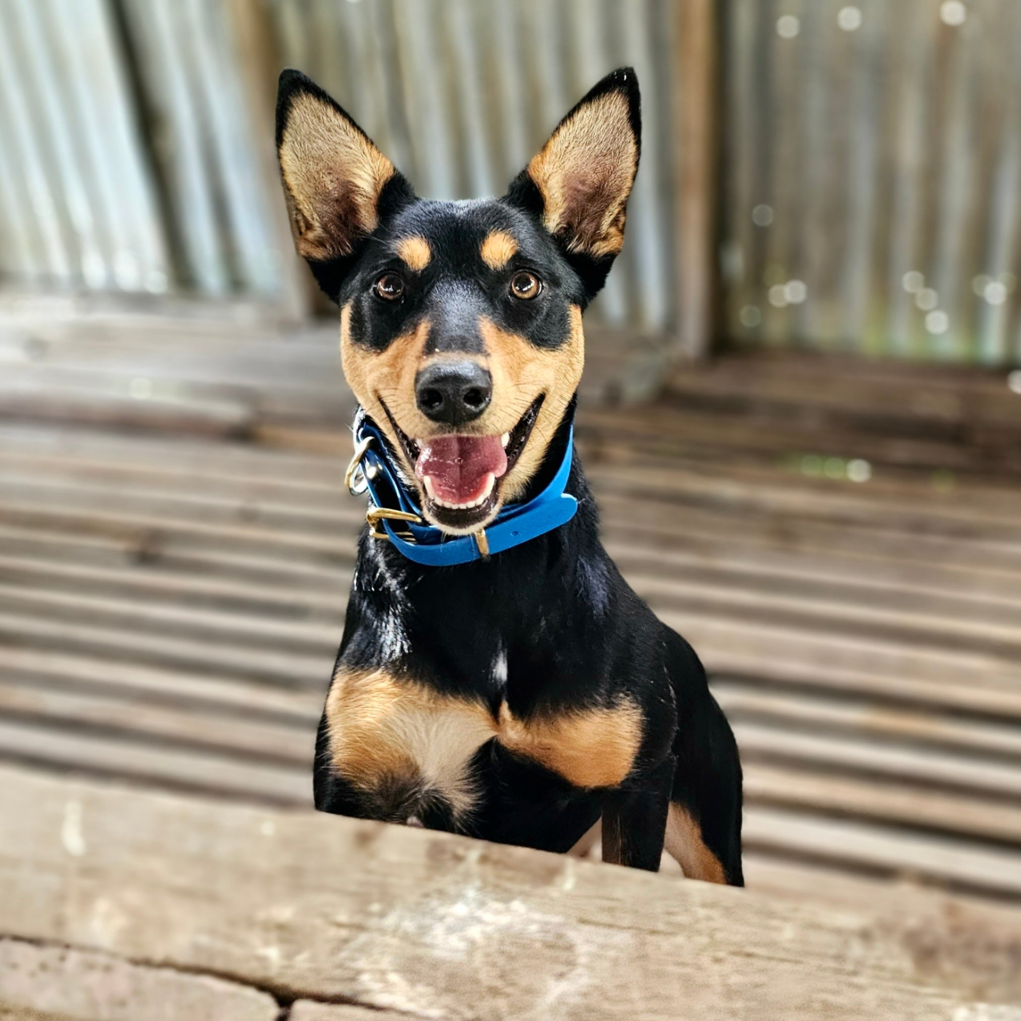 Working dog style flat collar with Brass Hardware 1 Inch Width