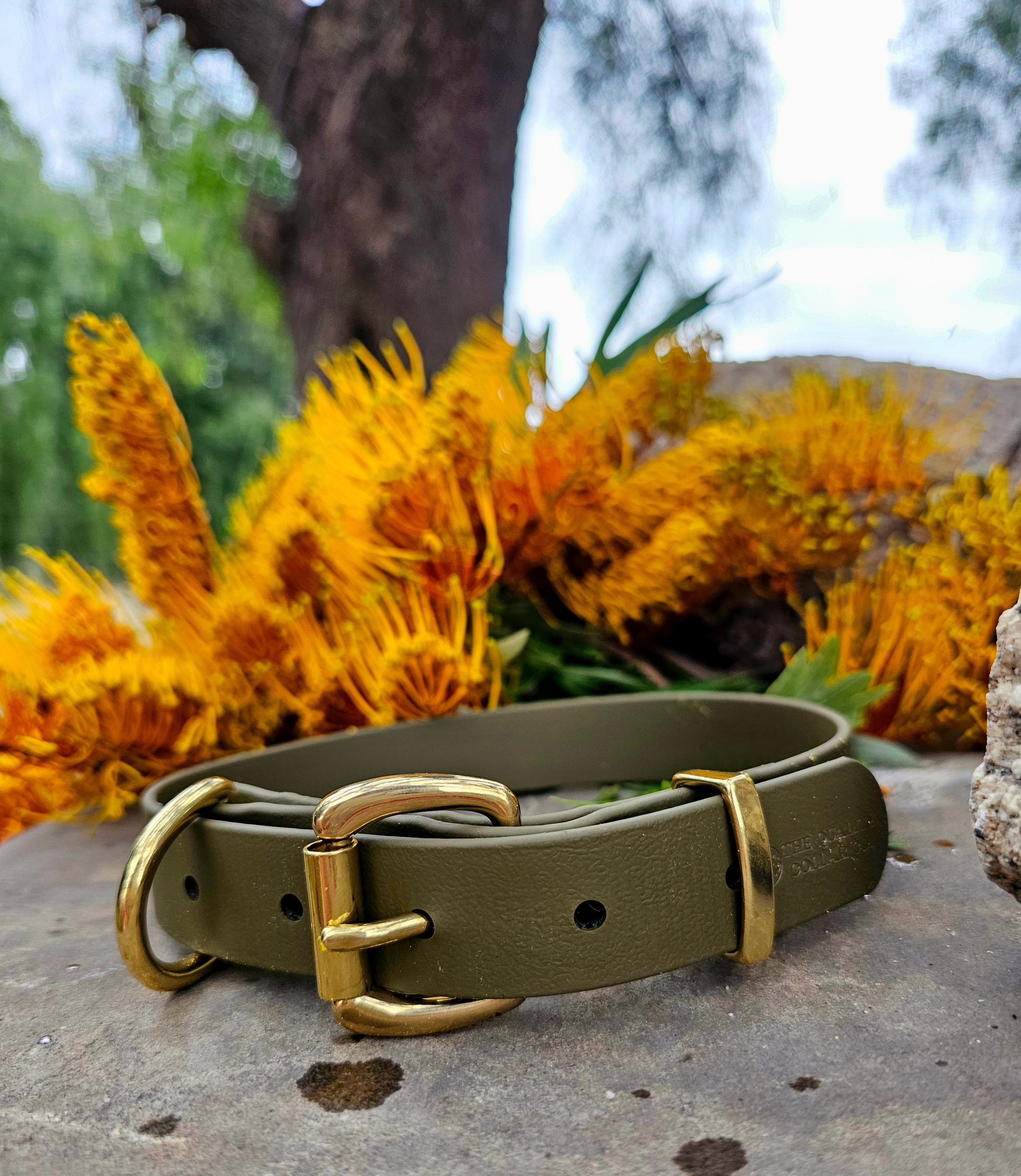 Working dog style flat collar with Brass Hardware 1 Inch Width