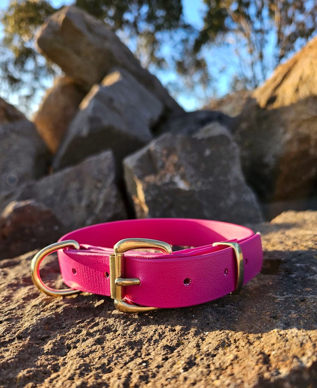 Working dog style flat collar with Brass Hardware 1 Inch Width