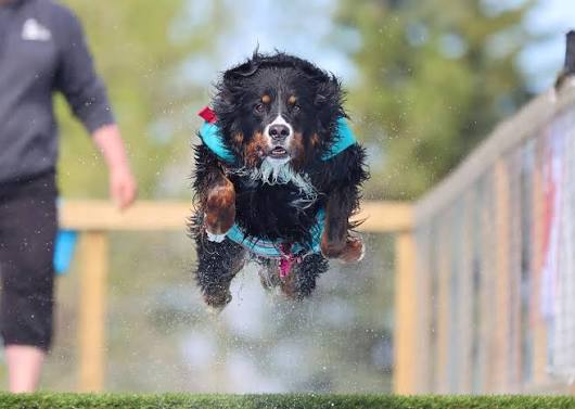 Dog enjoying dock diving