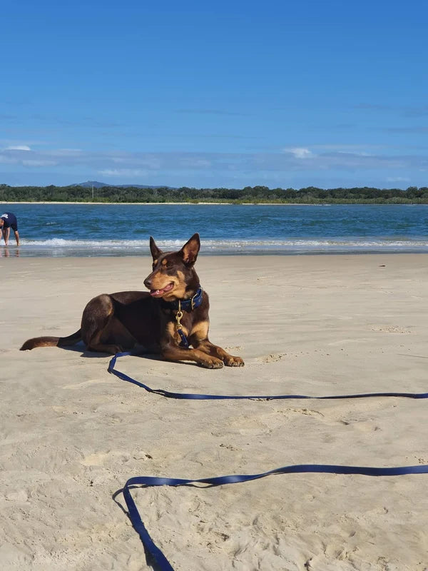 Waterproof long line for dog training