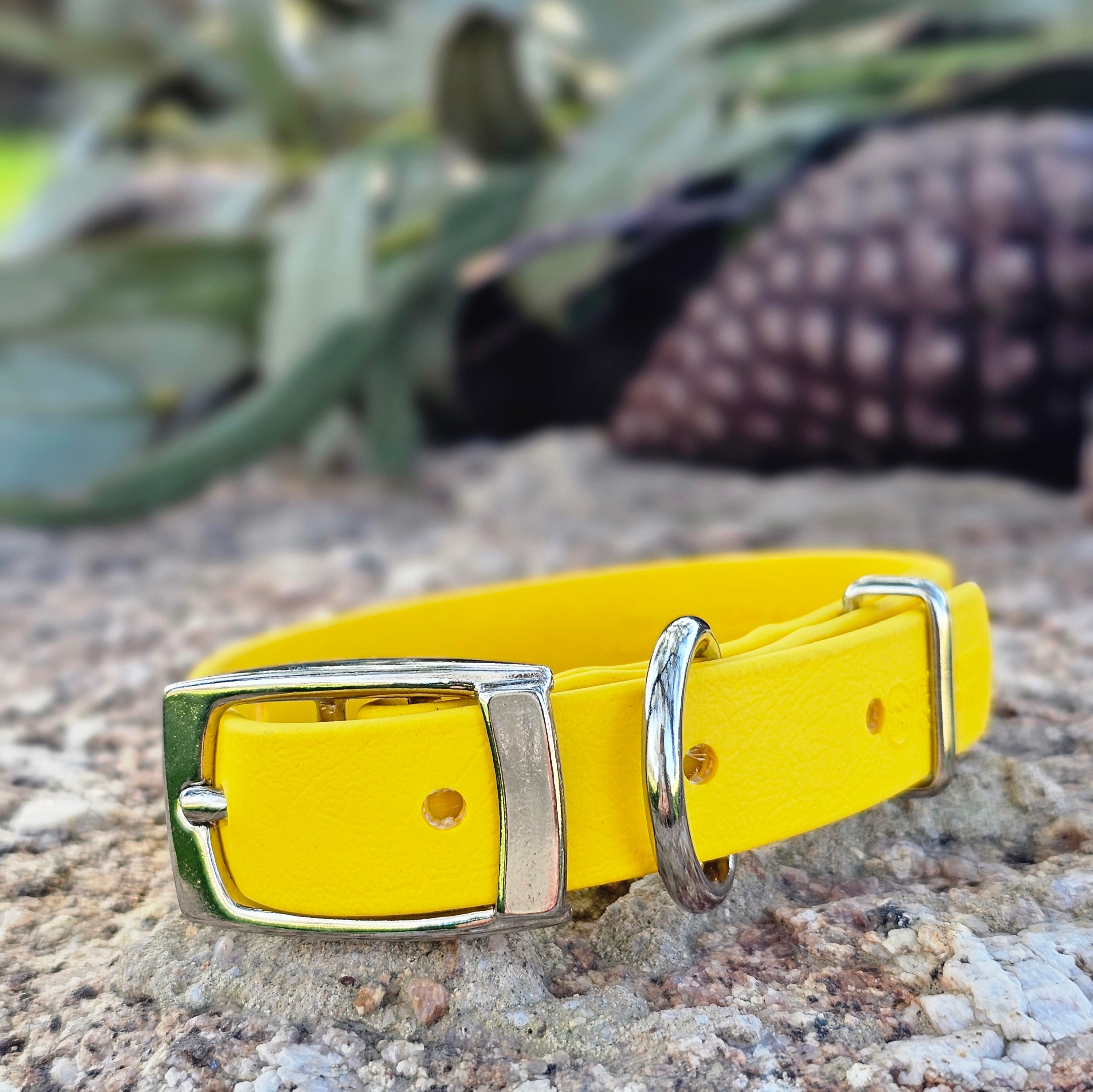Puppy & Small Dog Collar