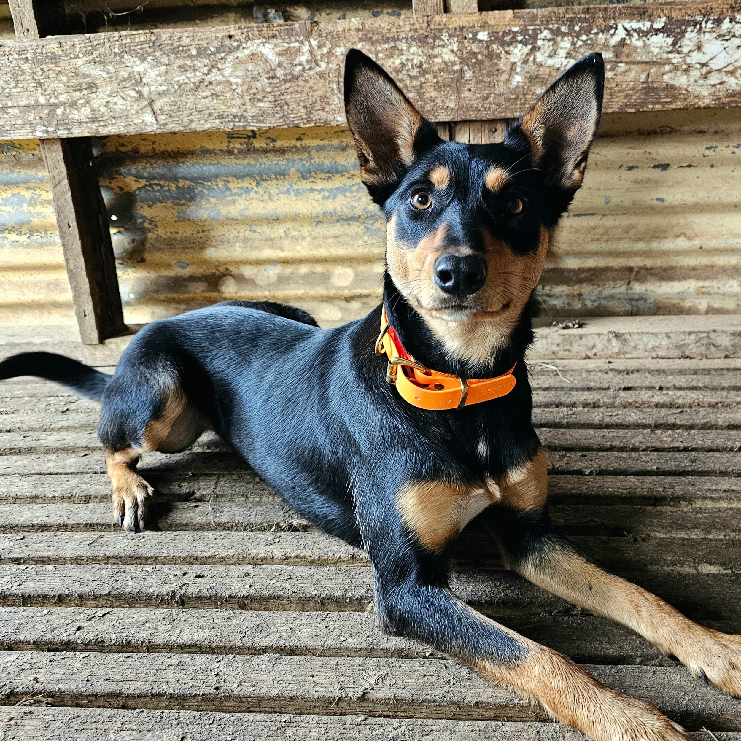 Working dog style flat collar with Brass Hardware 1 Inch Width