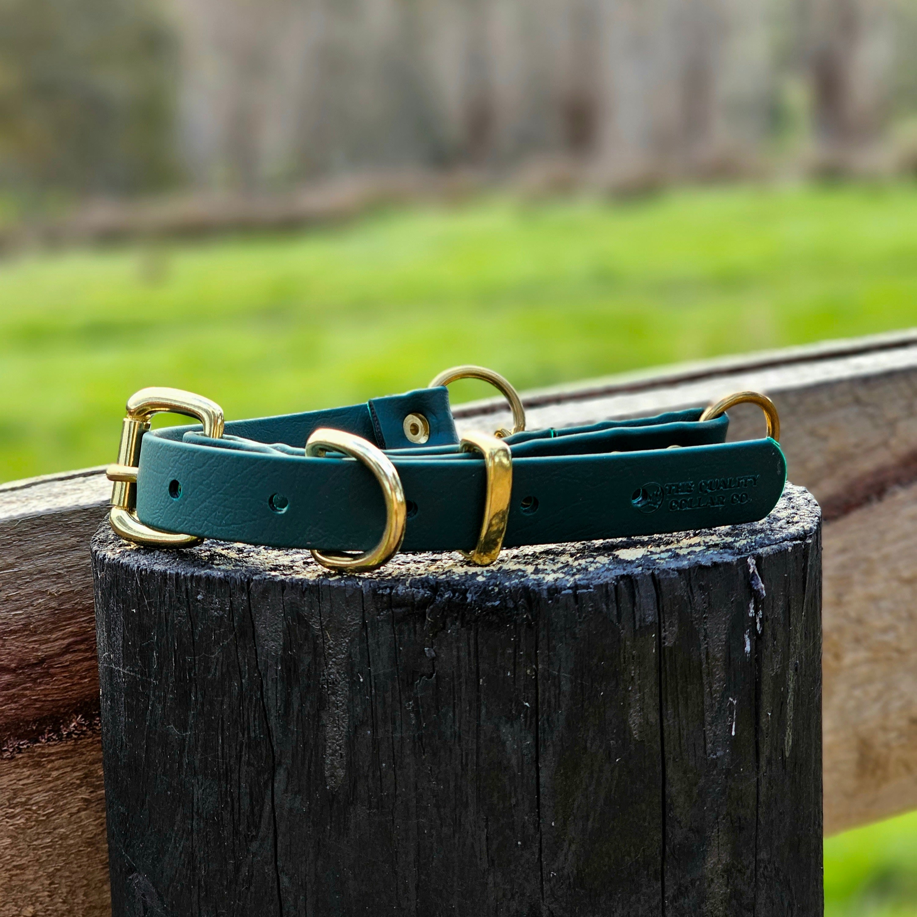 Martingale Collar with Brass Hardware