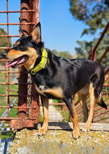 Load image into Gallery viewer, Hi-Viz Working dog style flat collar with Brass Hardware (1”/25mm Width)
