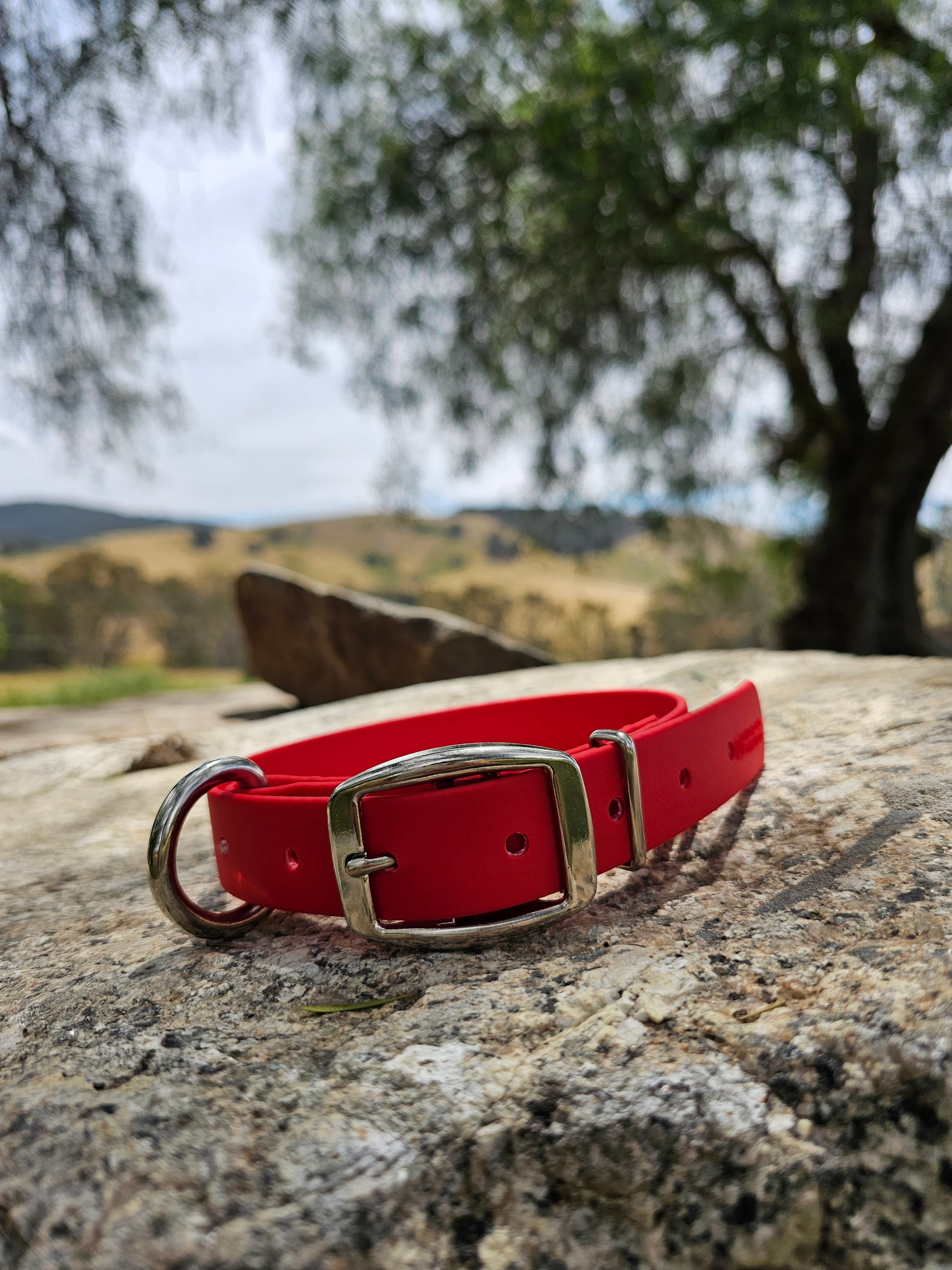 Working dog style flat collar 1 Inch Width