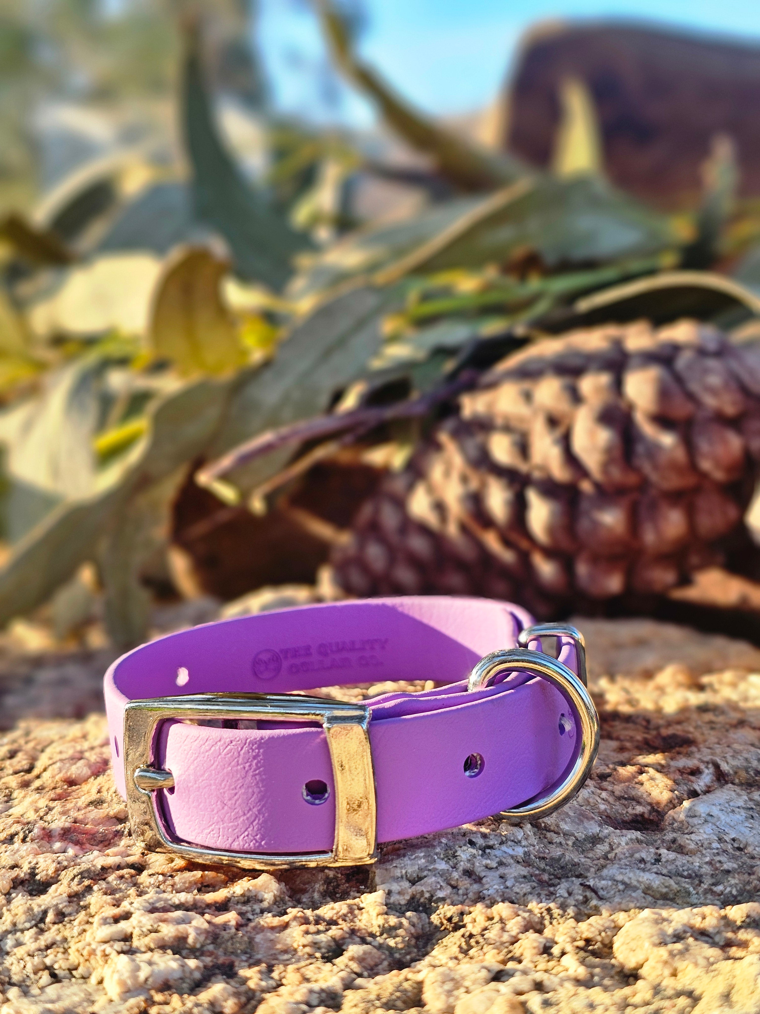 Puppy & Small Dog Collar