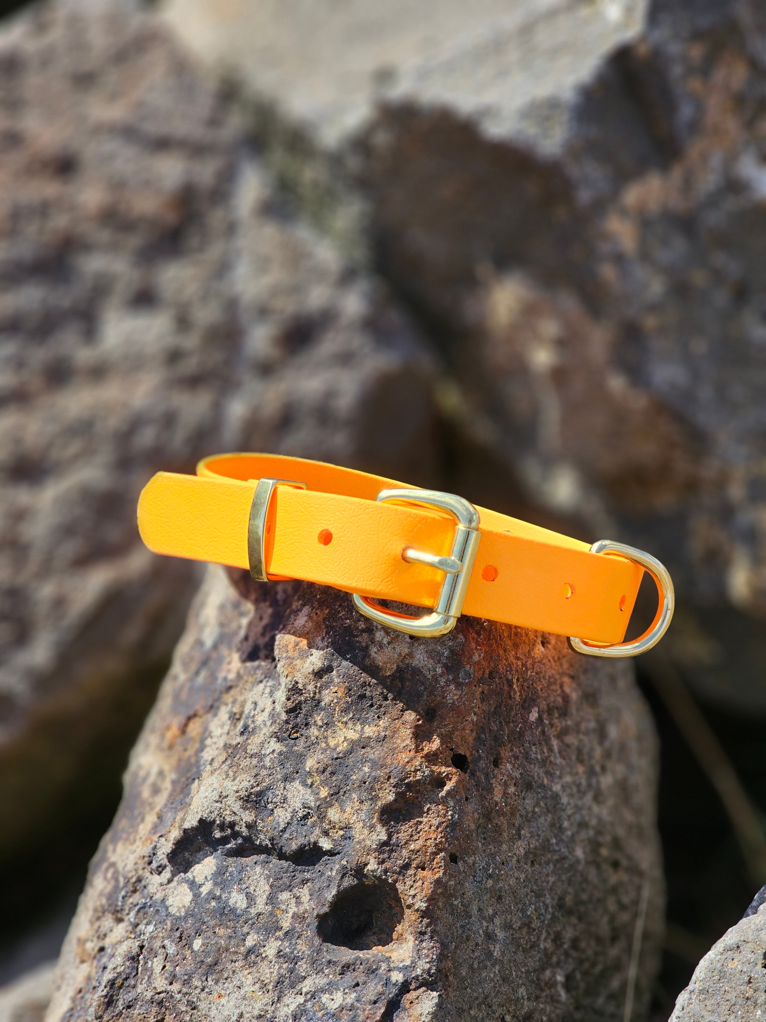 Working dog style flat collar with Brass Hardware 1 Inch Width