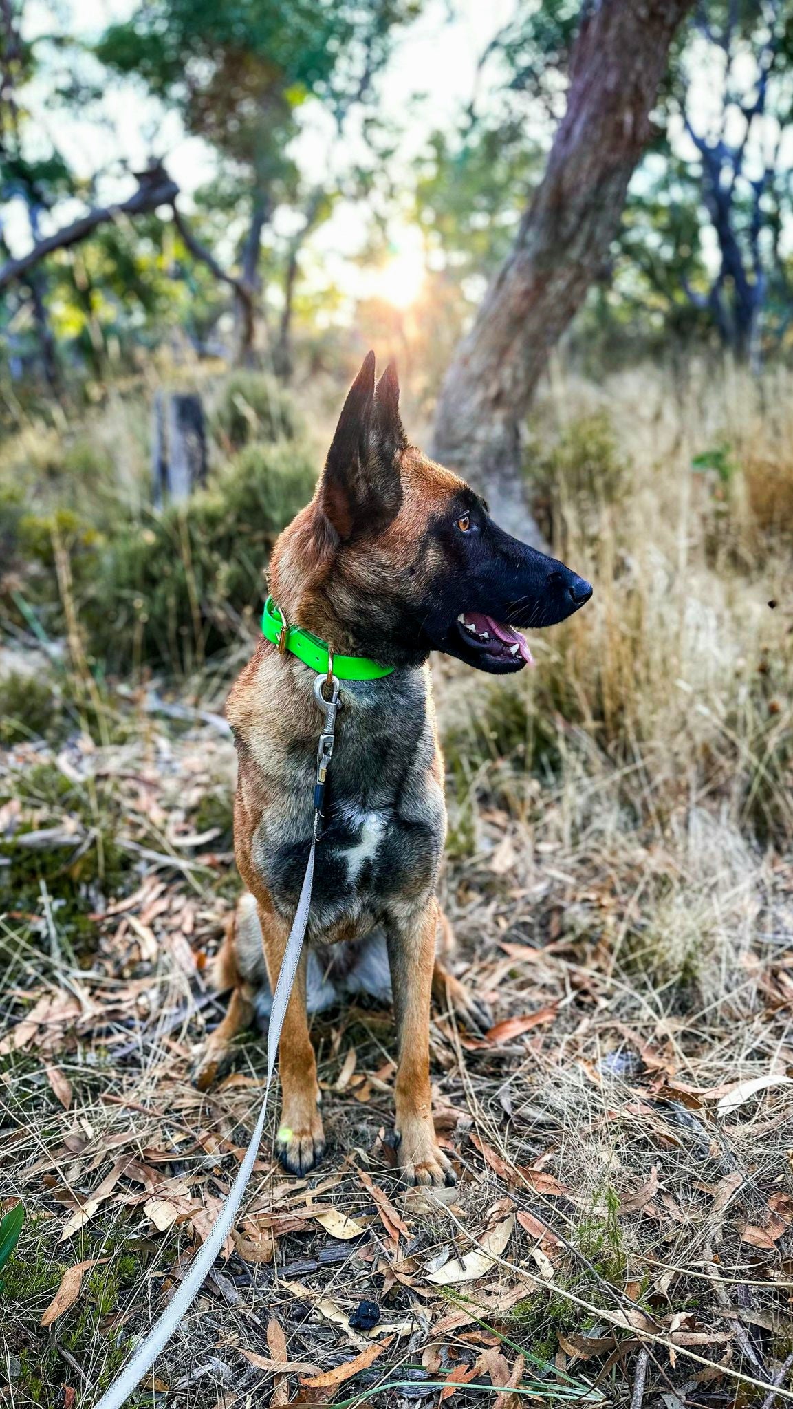 Working dog style flat collar with Brass Hardware 1 Inch Width