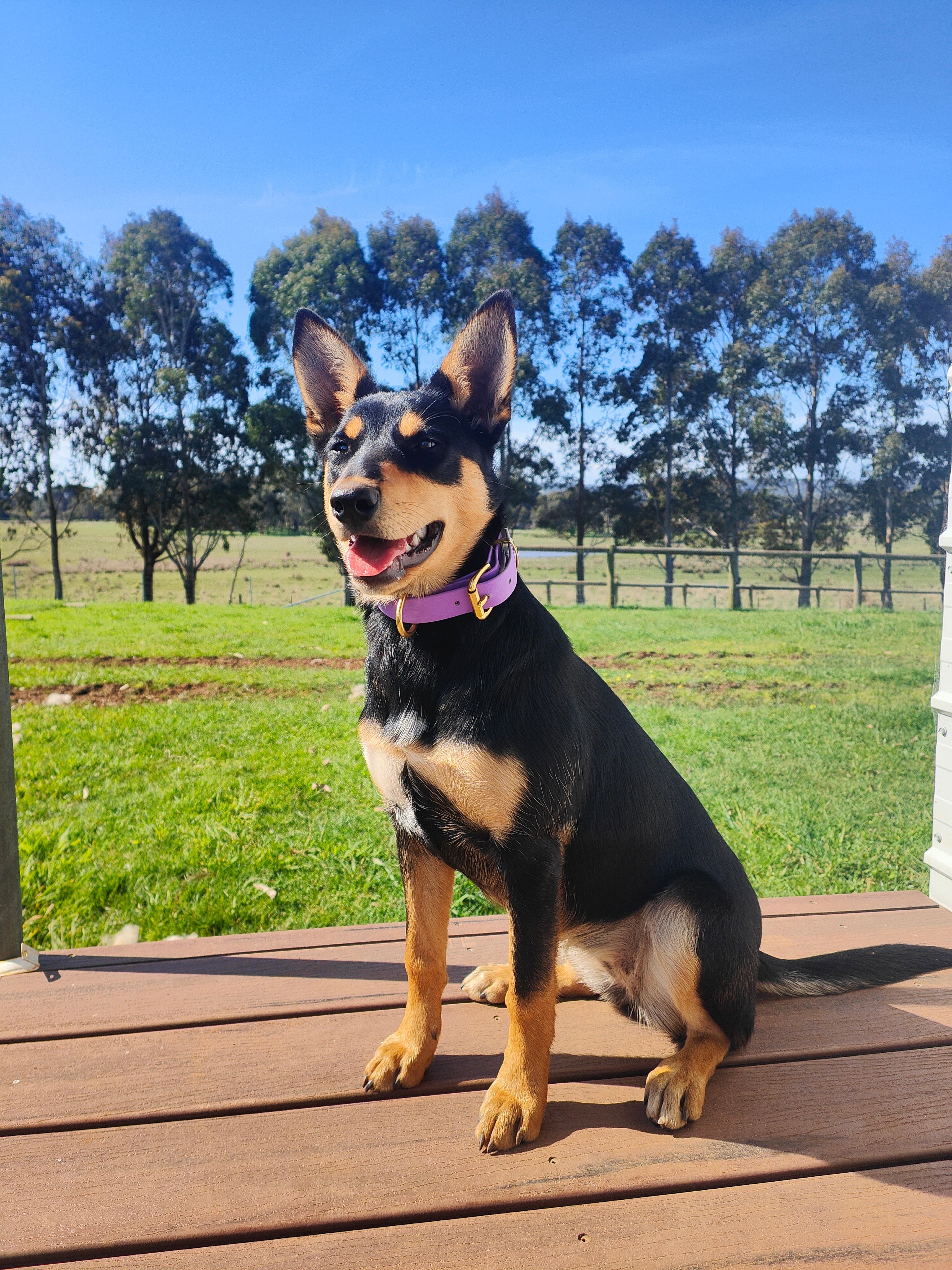 Working dog style flat collar with Brass Hardware 1 Inch Width