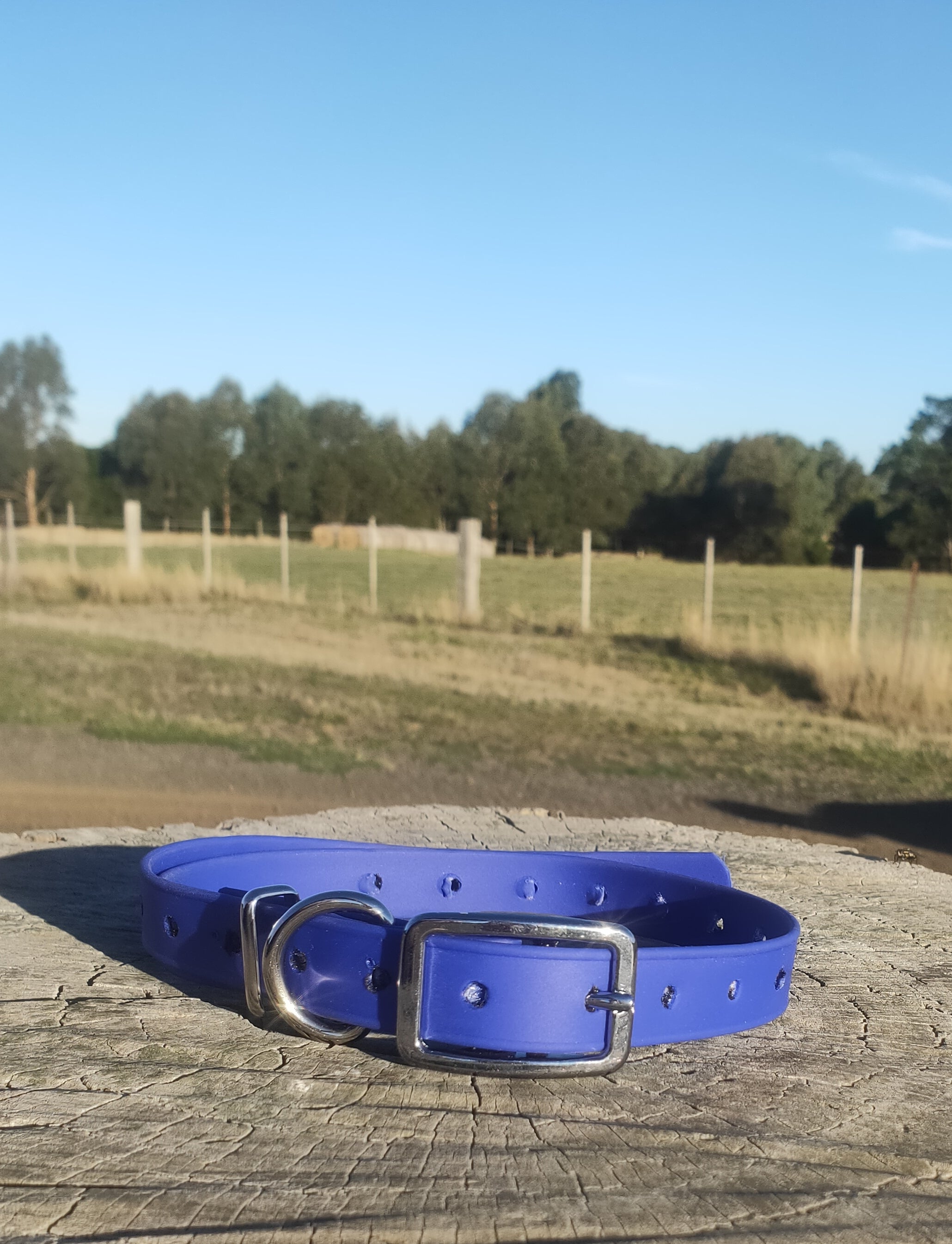 Standard Ecollar replacement strap
