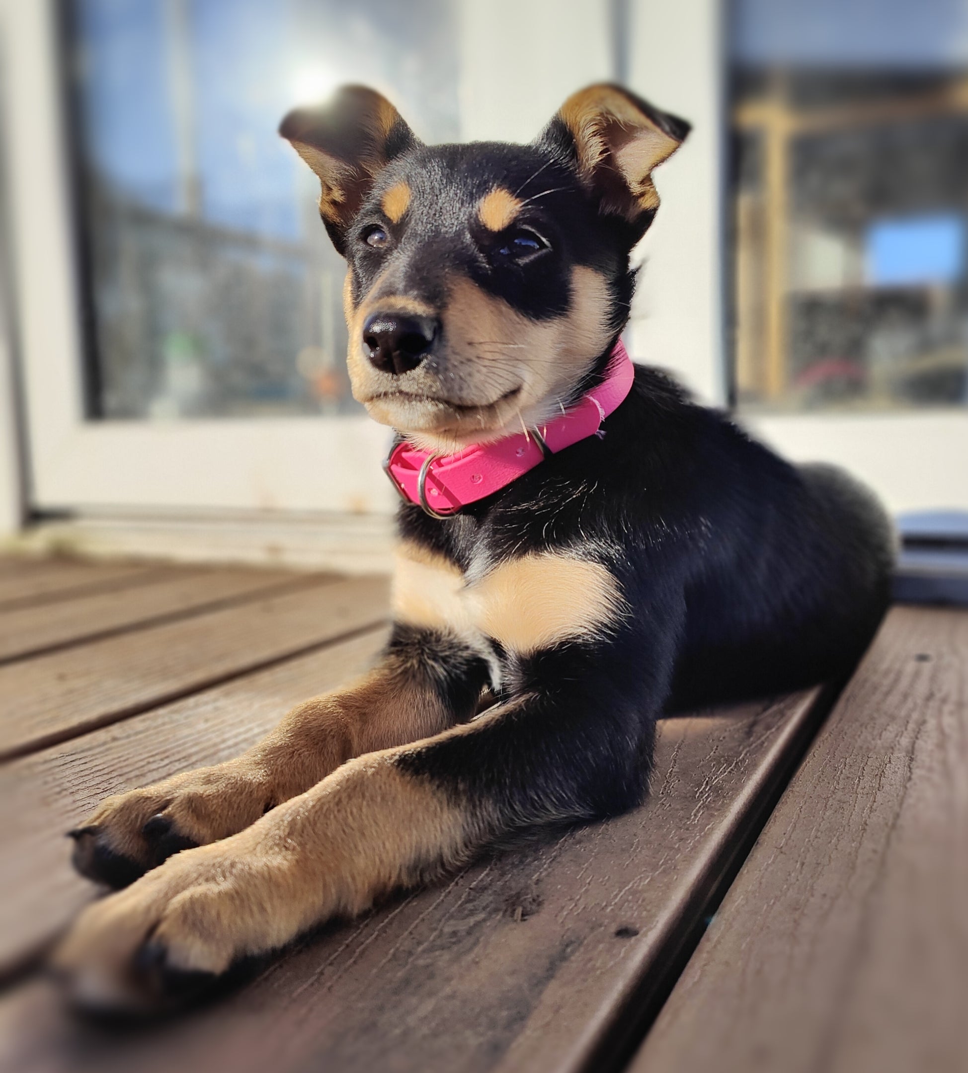 Puppy & Small Dog Collar