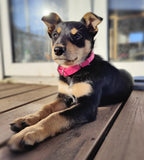 Puppy & Small Dog Collar