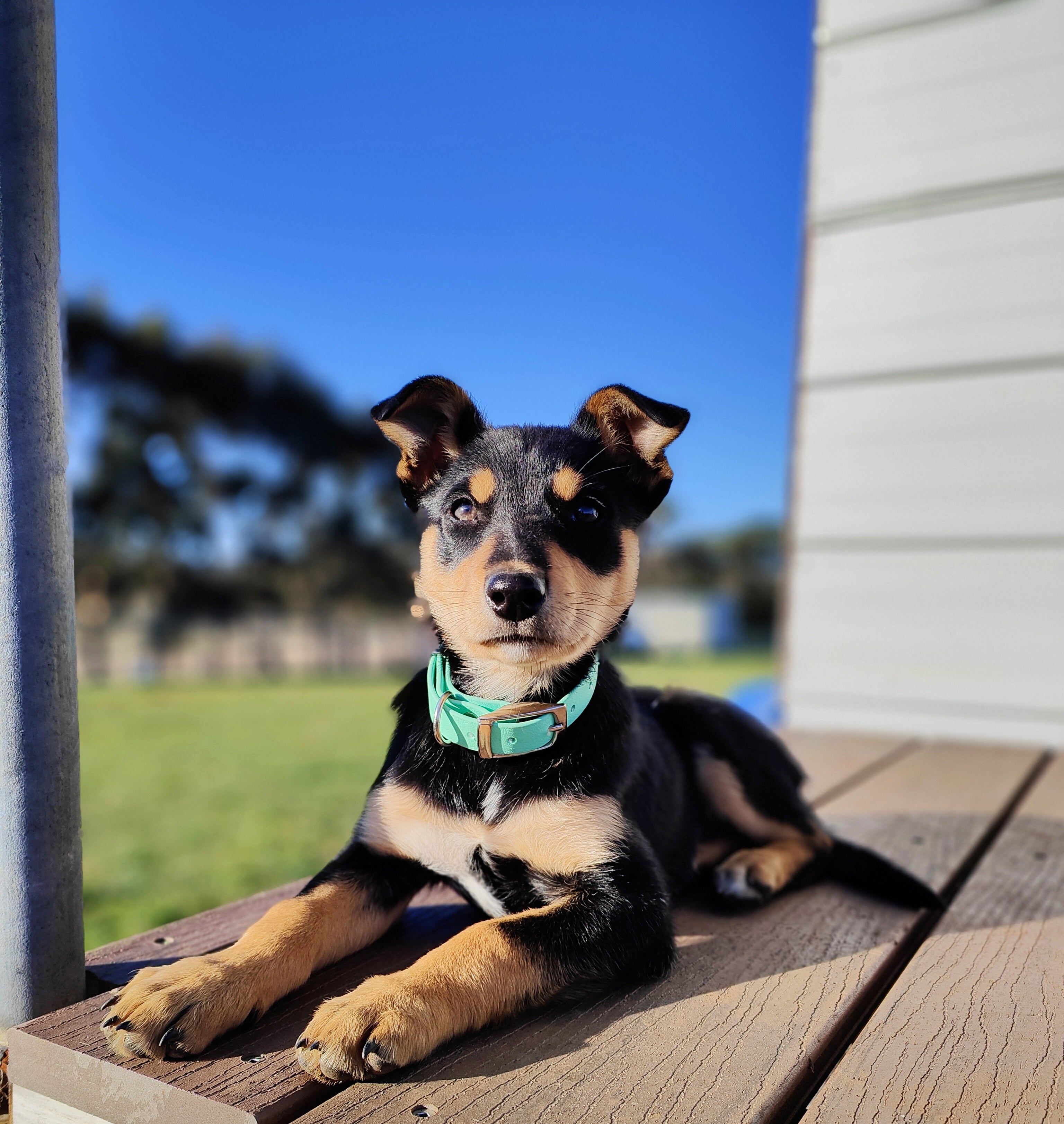 Puppy & Small Dog Collar
