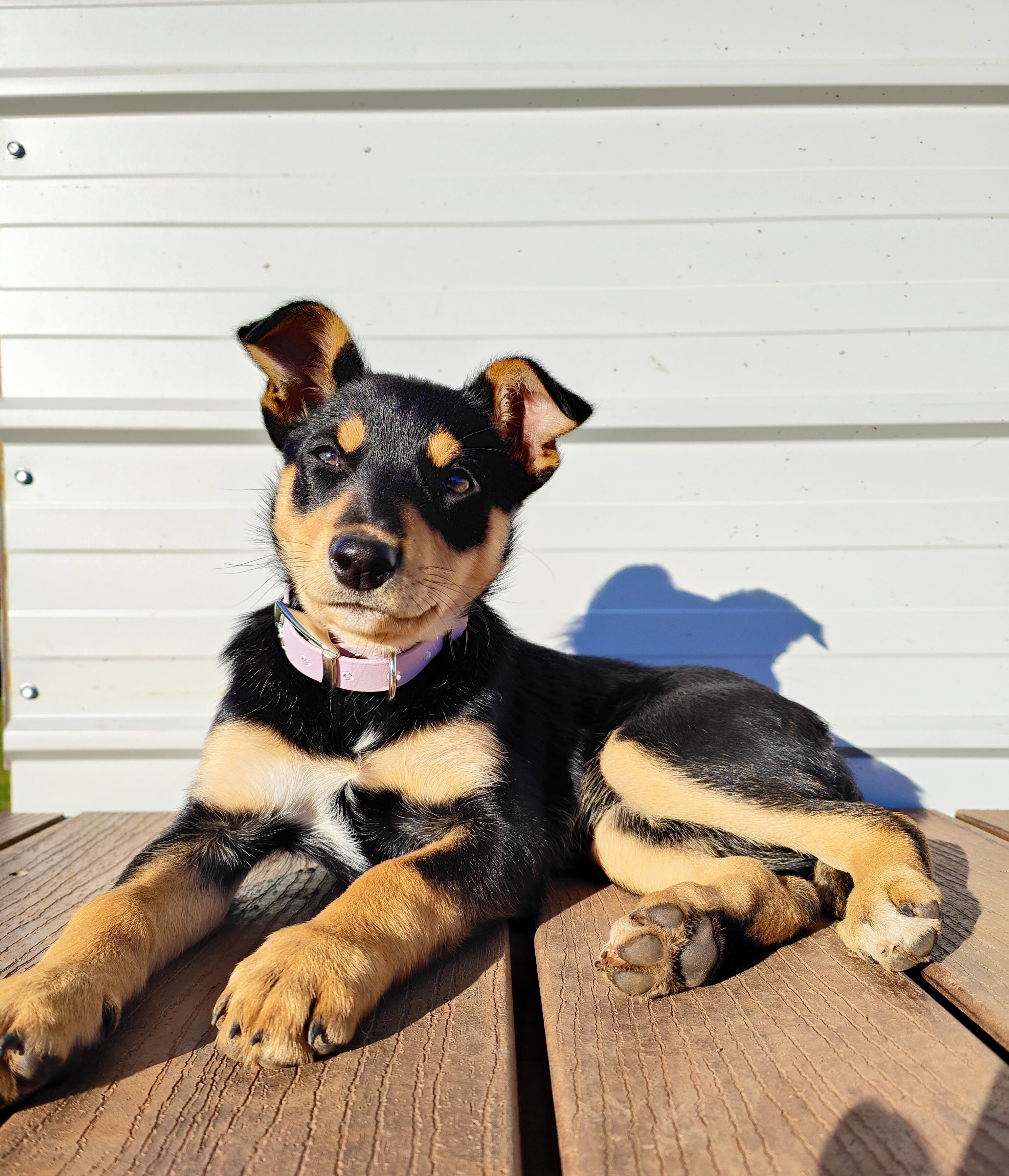 Puppy & Small Dog Collar