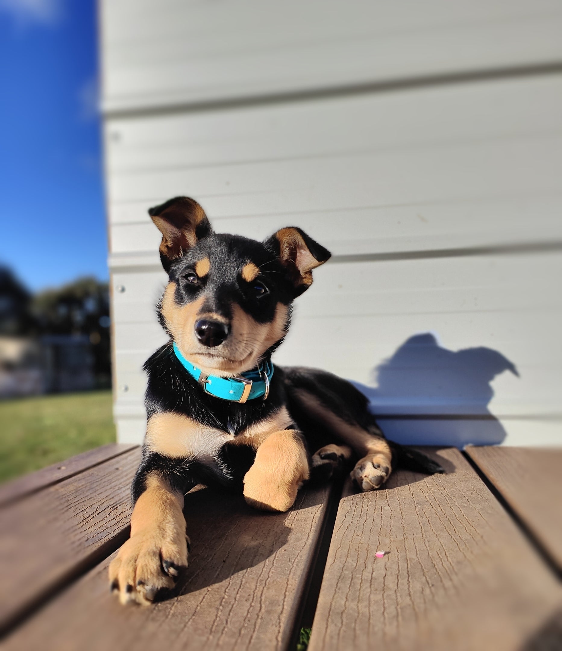 Puppy & Small Dog Collar