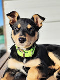 Puppy & Small Dog Collar