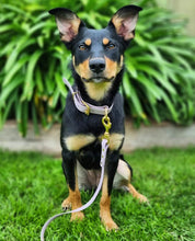 Load image into Gallery viewer, Working dog style flat collar with Brass Hardware 1 Inch Width
