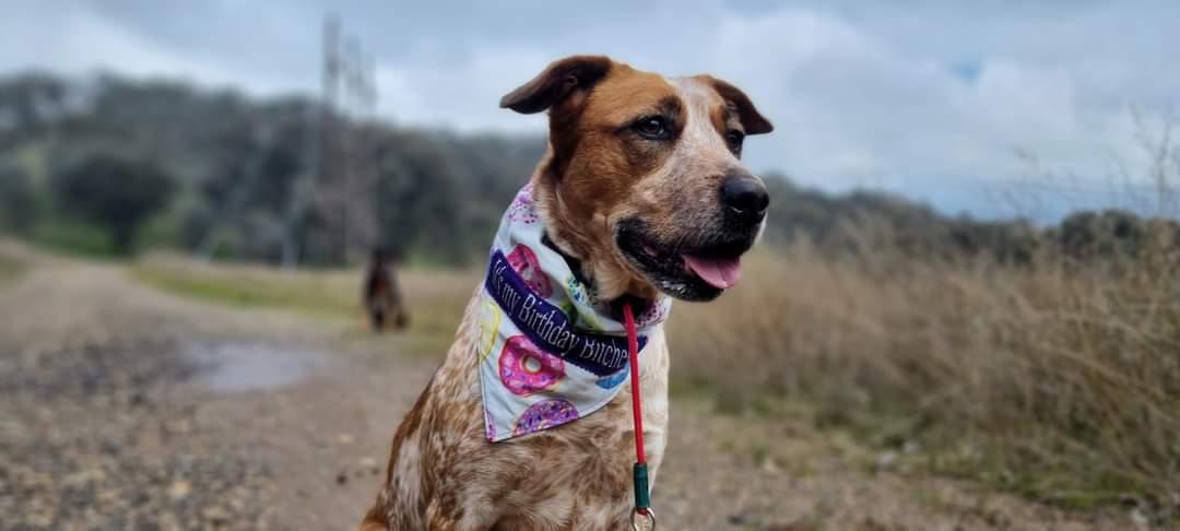 Soft Rope Slip Collar