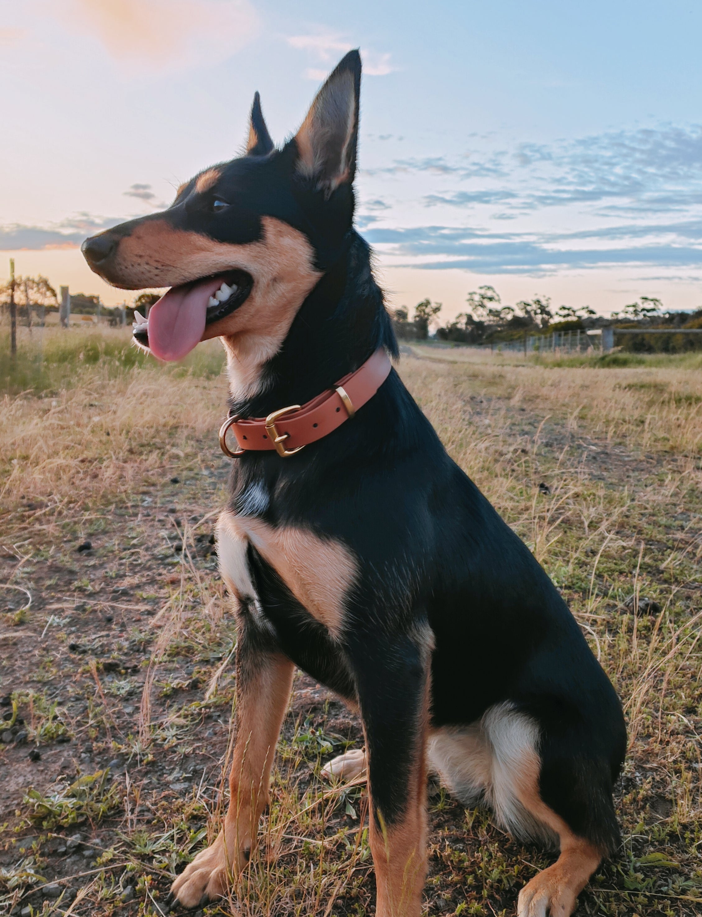 Working dog style flat collar with Brass Hardware 1 Inch Width
