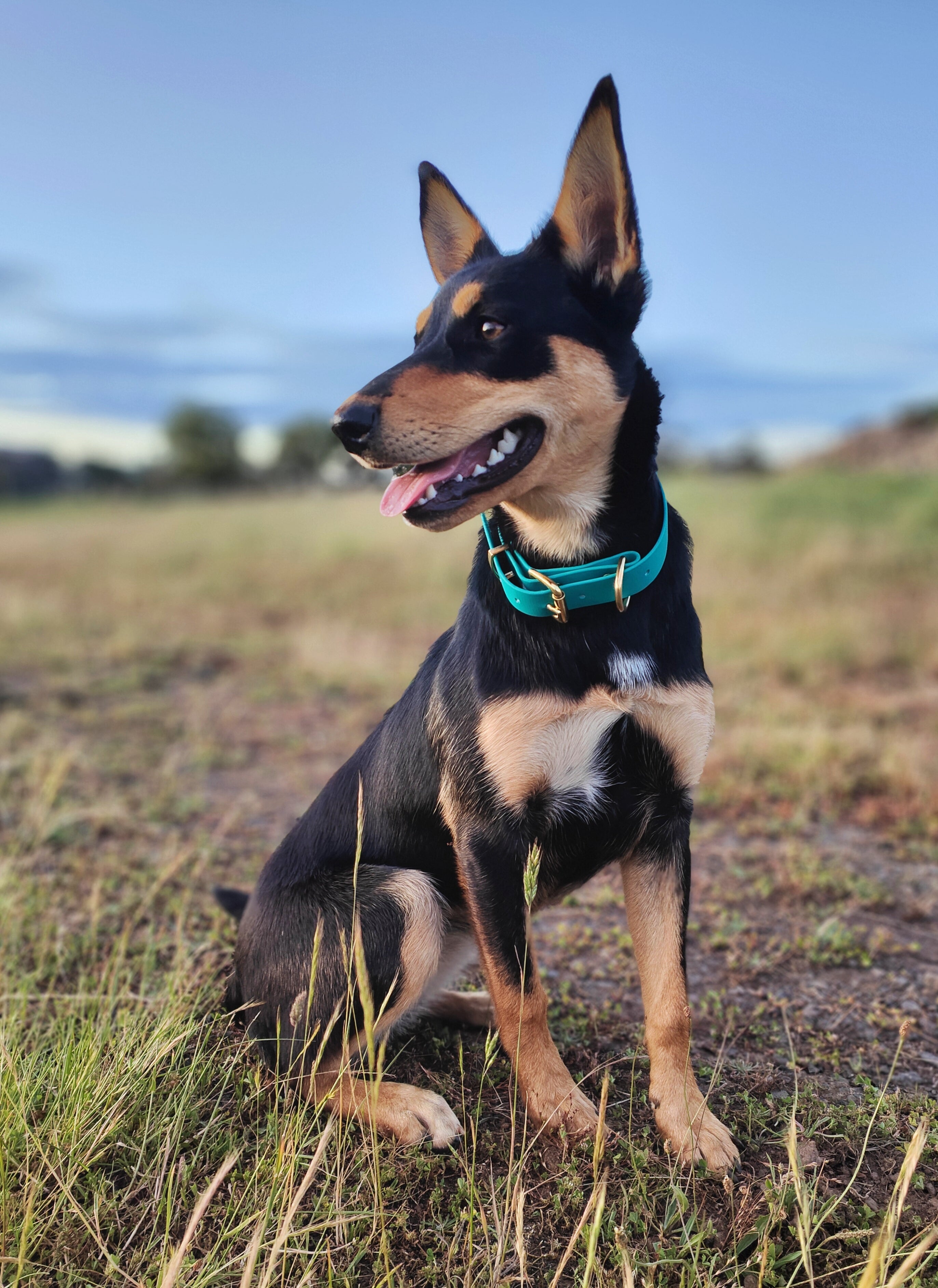 Working dog style flat collar with Brass Hardware 1 Inch Width