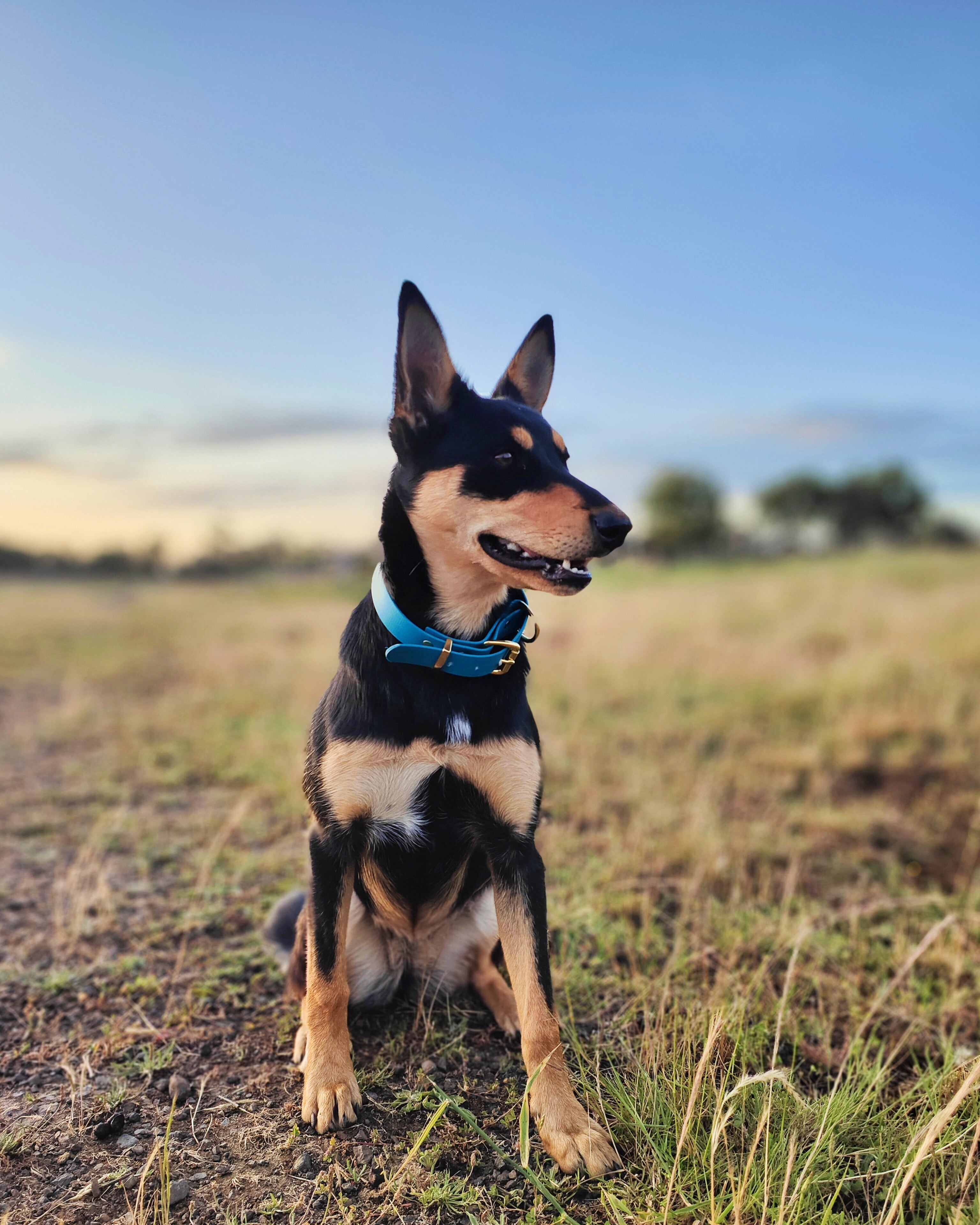 Working dog style flat collar with Brass Hardware 1 Inch Width