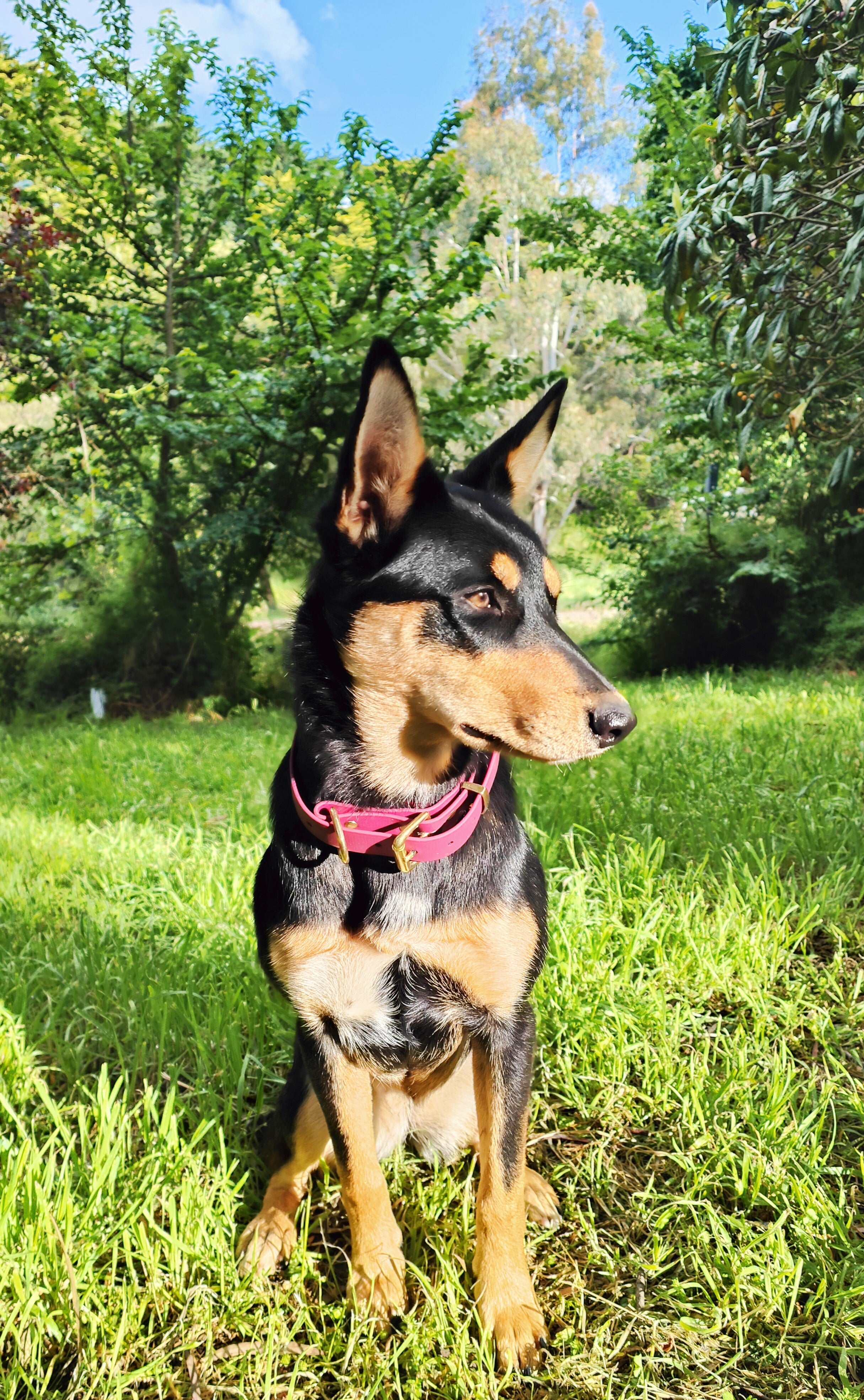 Working dog style flat collar with Brass Hardware 1 Inch Width