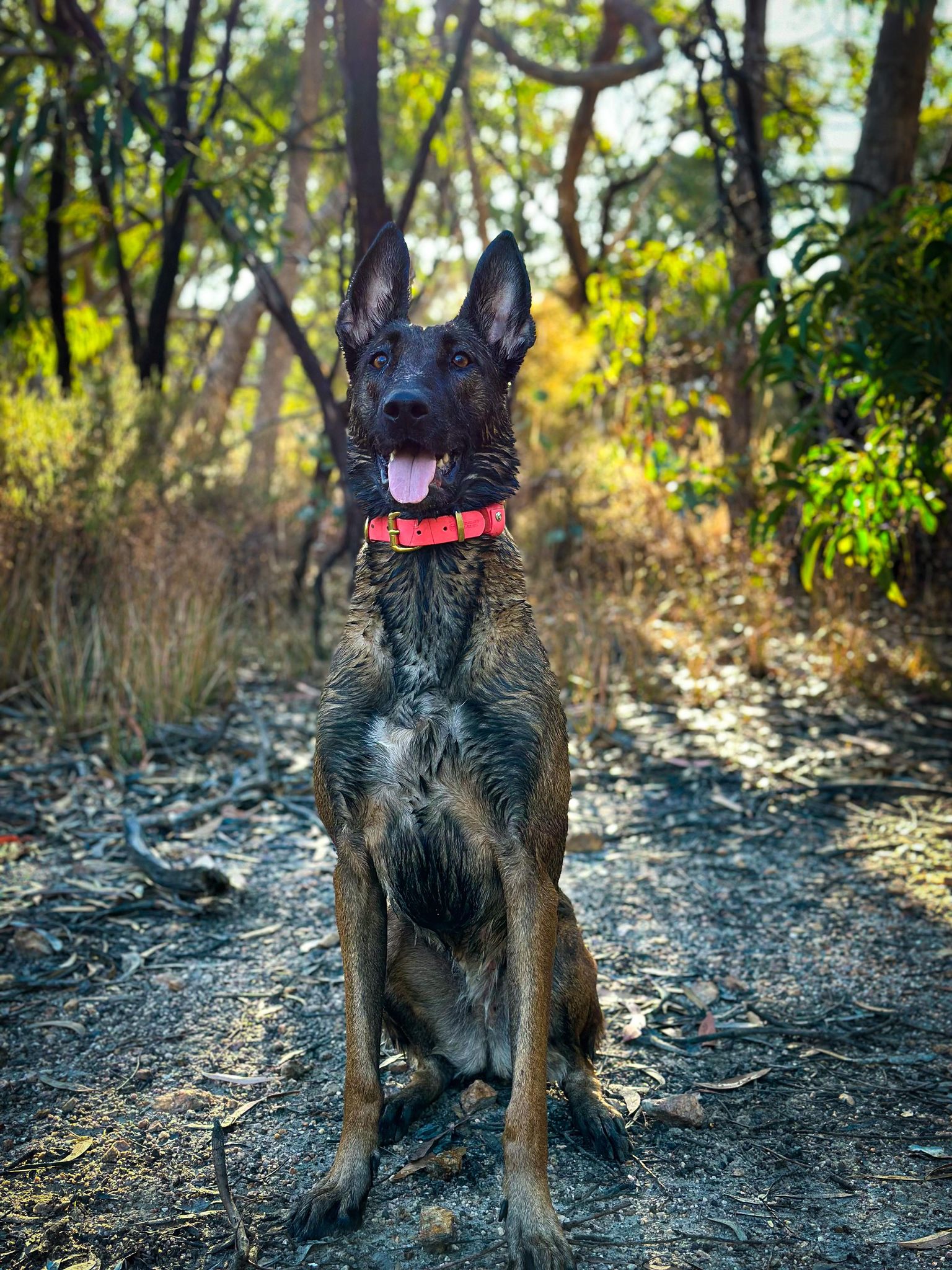 Working dog style flat collar with Brass Hardware 1 Inch Width