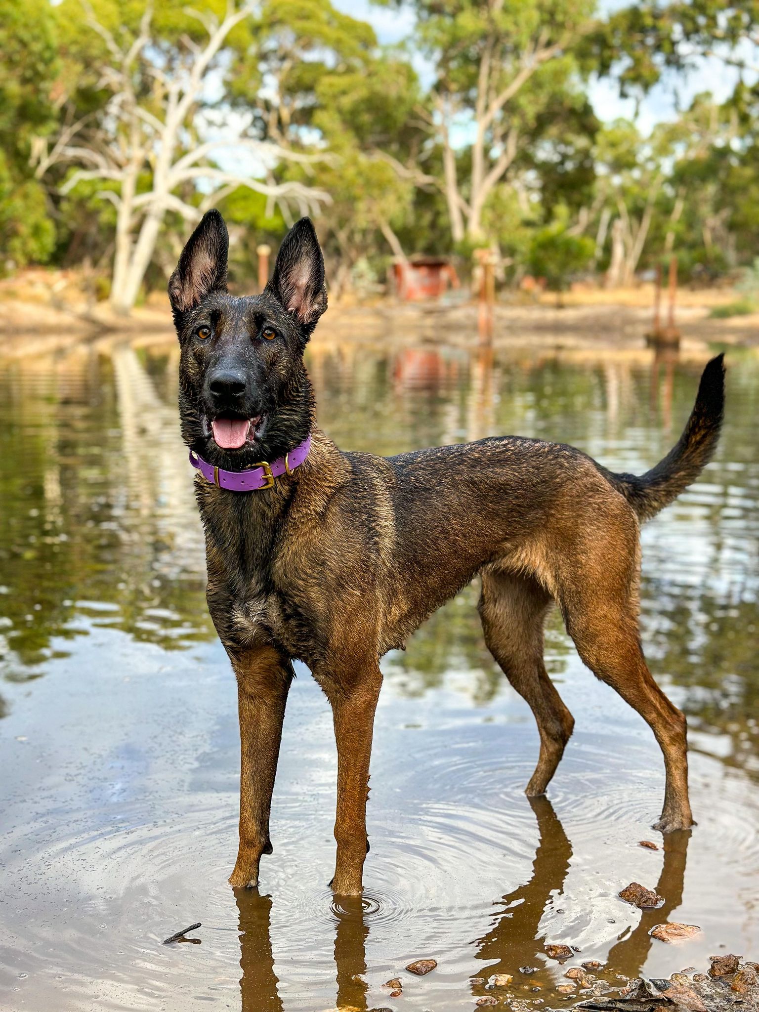 Working dog style flat collar with Brass Hardware 1 Inch Width